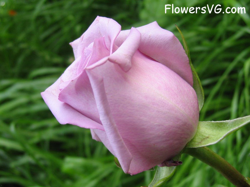 rose_light_purple_garden_flower photo
