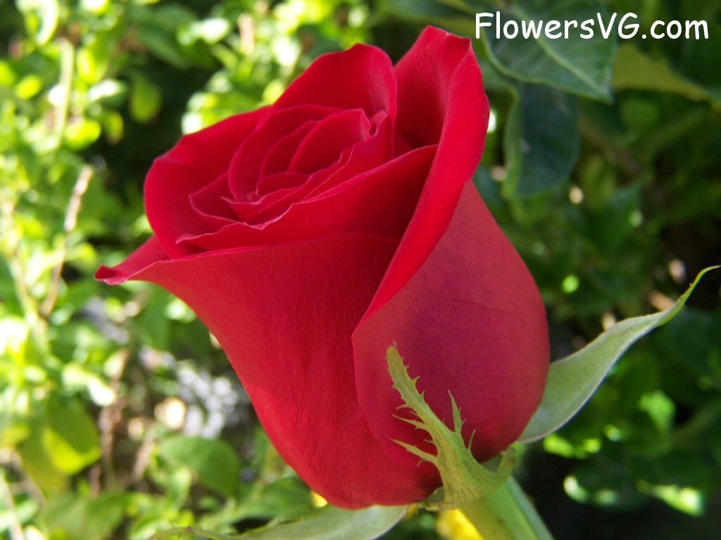 rose_maroon_beautiful_garden photo