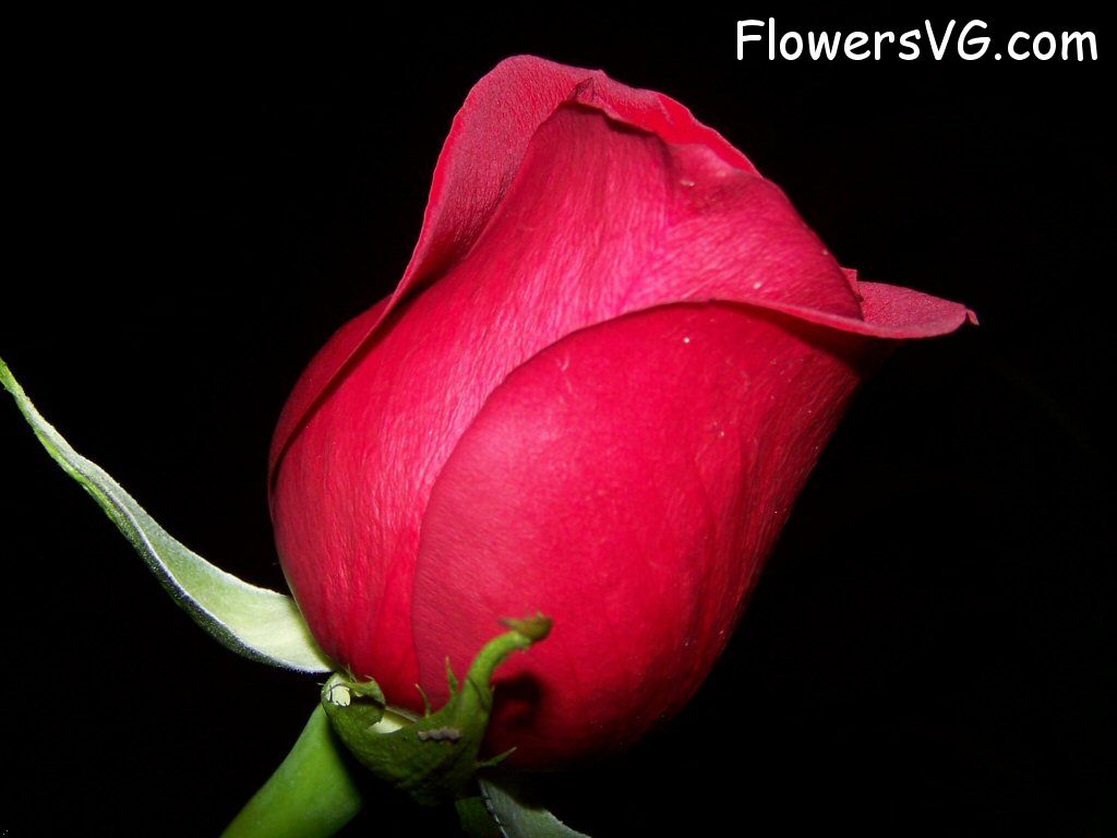 rose_maroon_flower photo