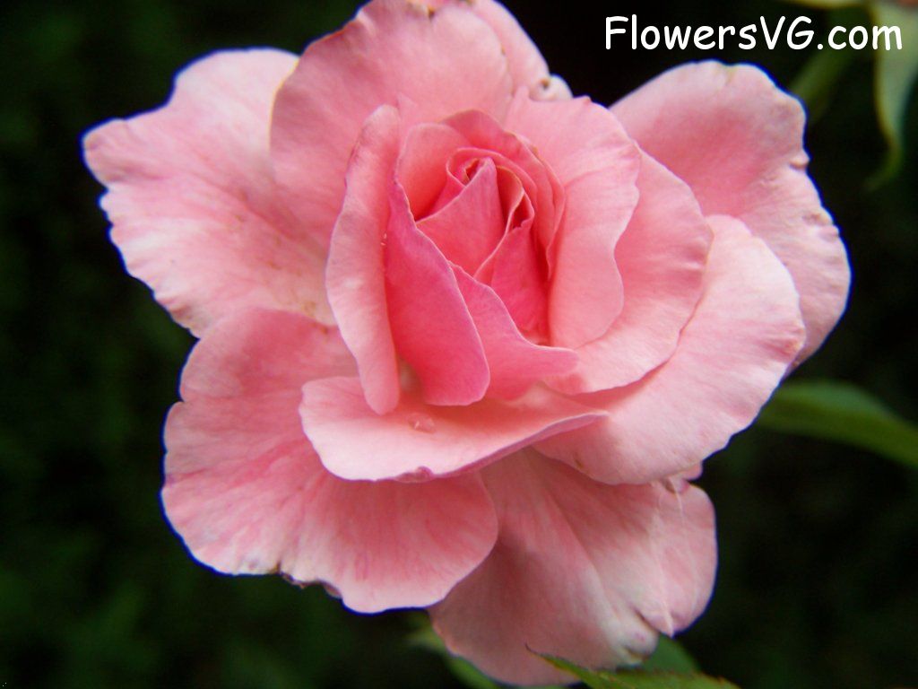 rose_pink_flower_bloom photo