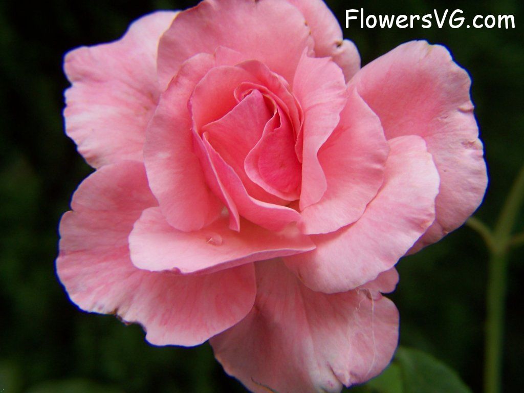 rose_pink_garden photo