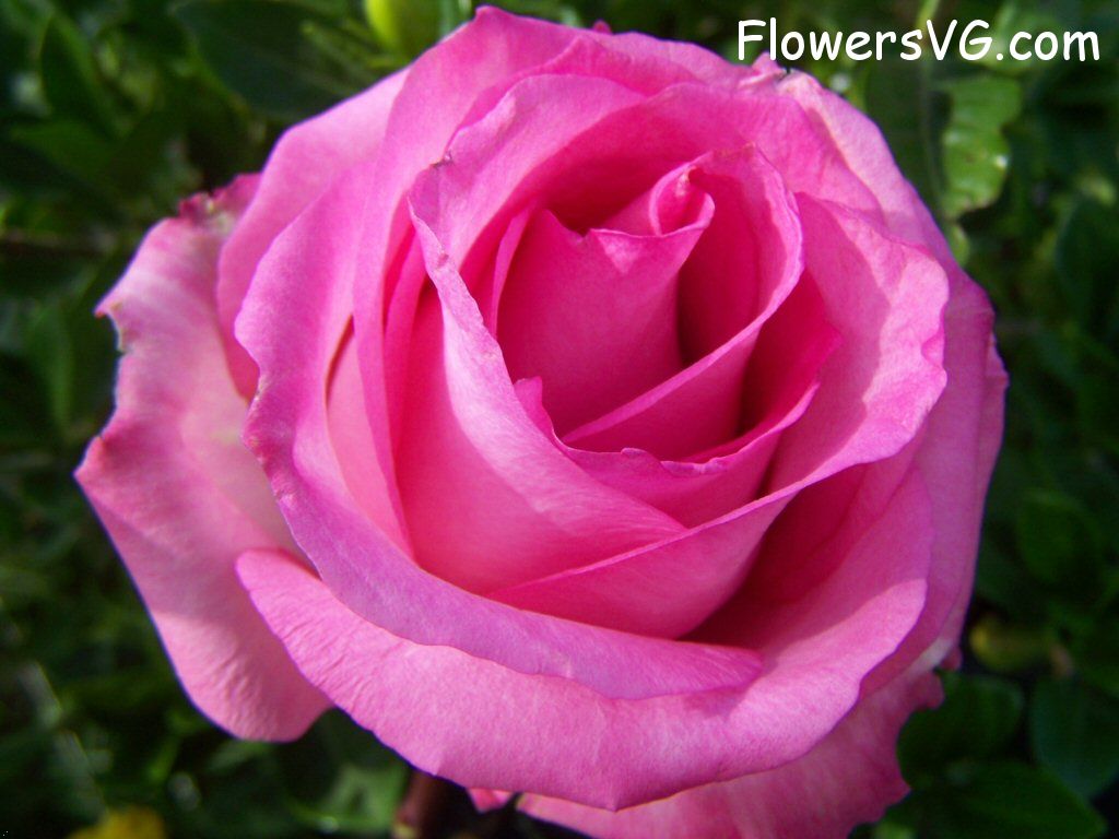 rose_pink_white_bloomed_bright photo