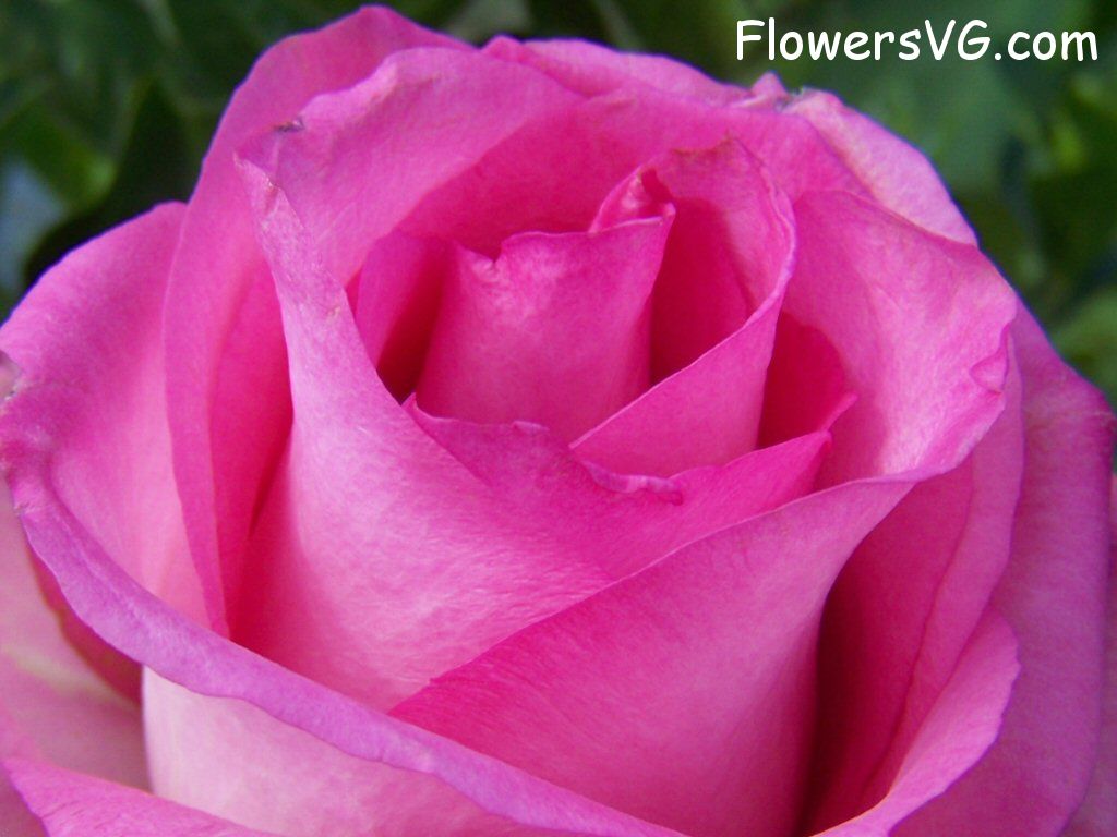 rose_pink_white_garden_closeup photo