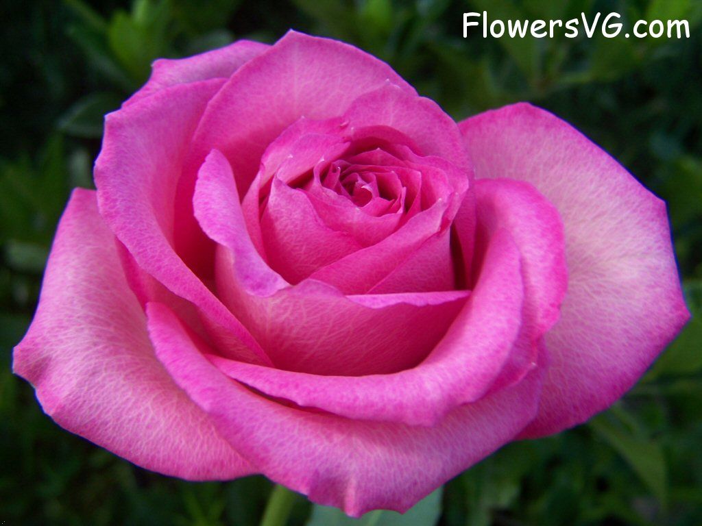 rose_pink_white_petals photo