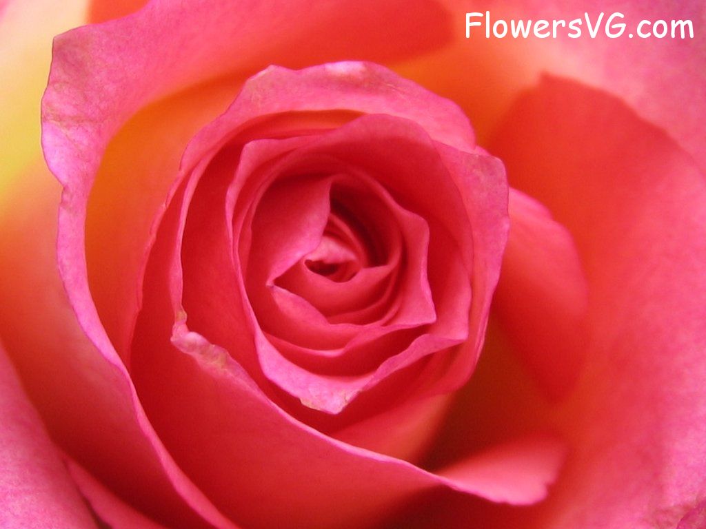 rose_pink_yellow_bloom photo