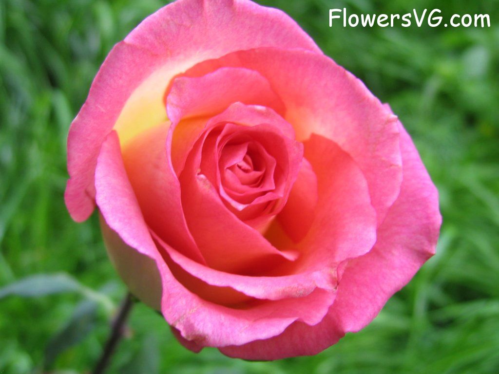 rose_pink_yellow_bloomed_garden photo