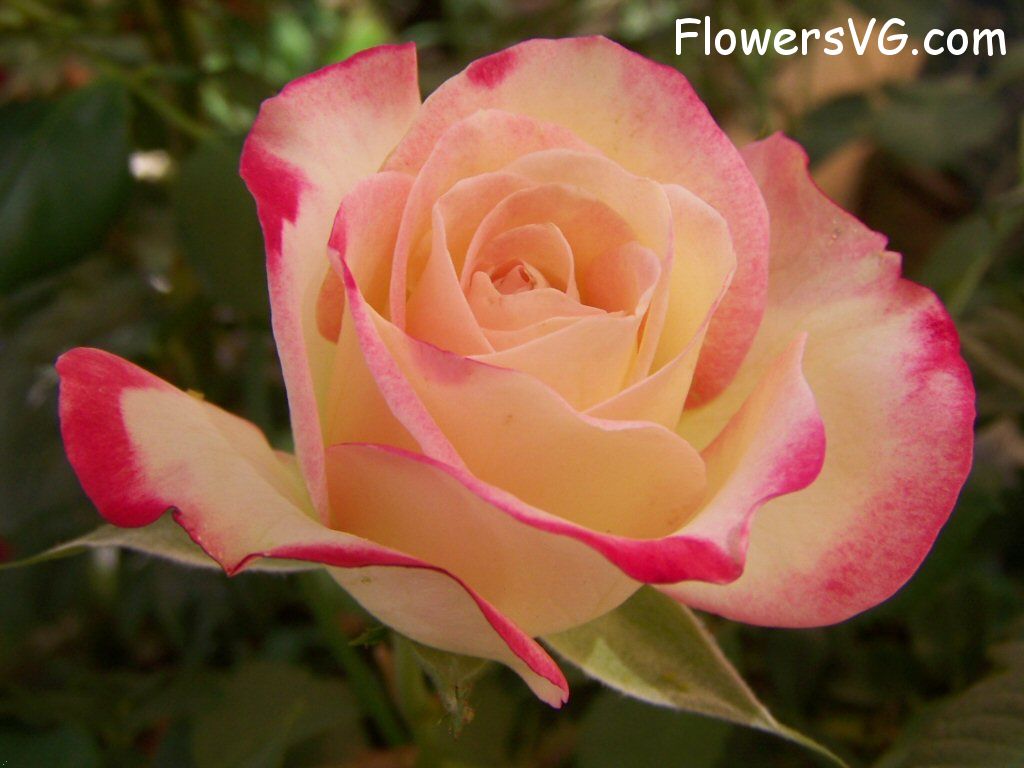 rose_pink_yellow_flower photo