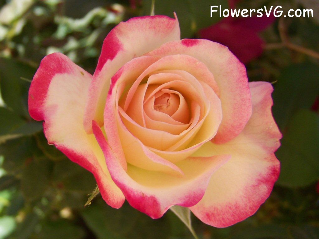 rose_pink_yellow_flower_bloom photo