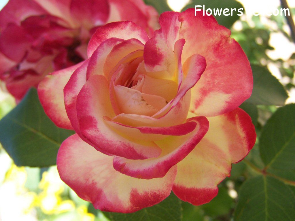 rose_pink_yellow_flower_bloomed photo