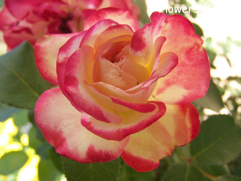 rose_pink_yellow_flower_bright photo