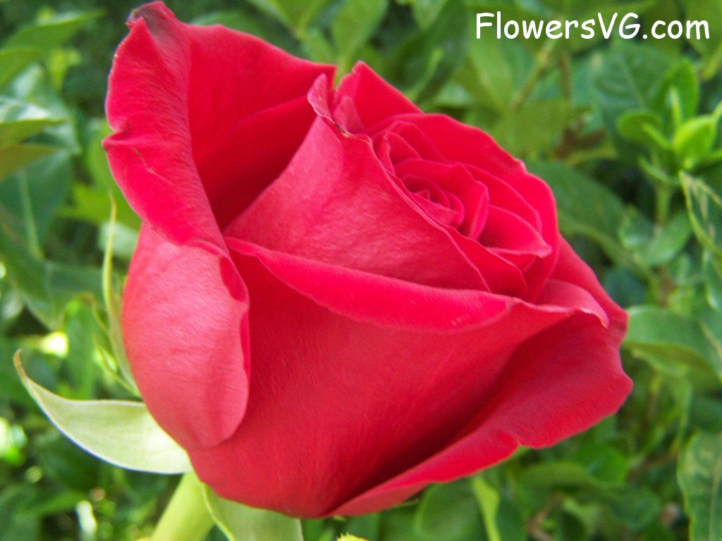 rose_red_beautiful_garden_flower_large photo