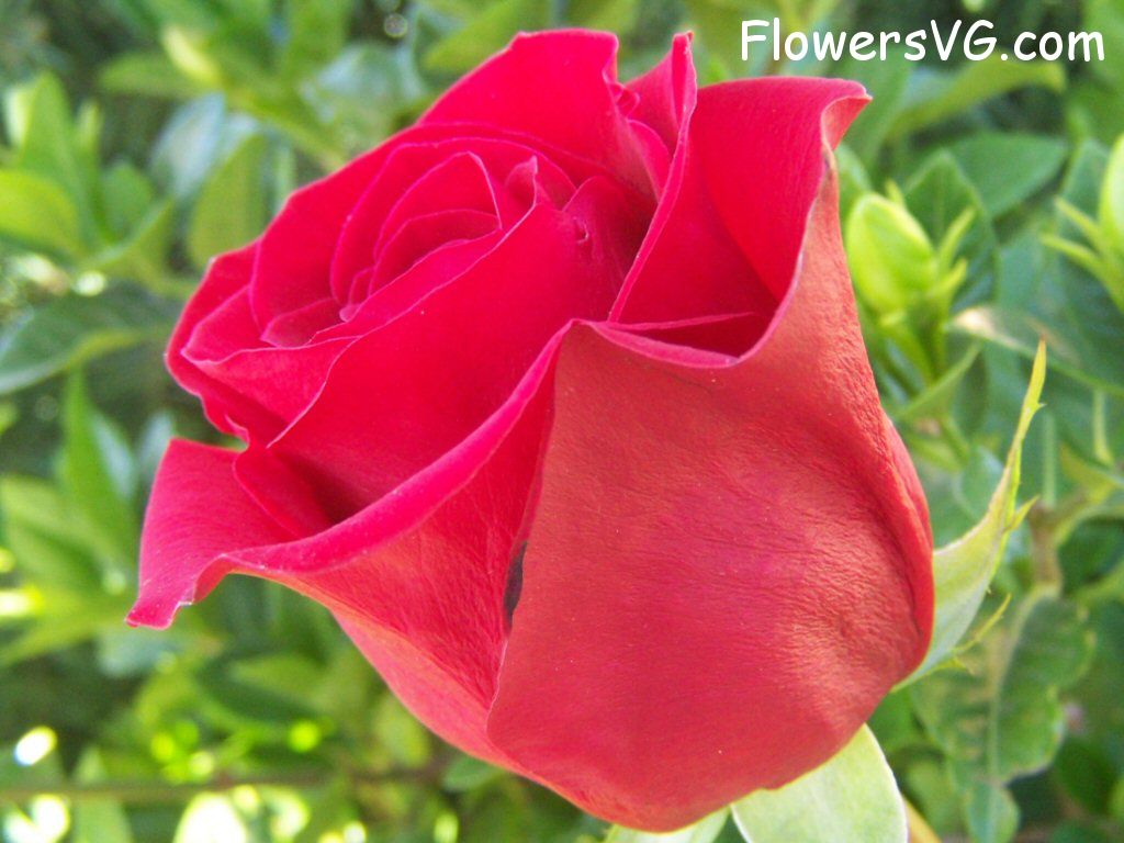 rose_red_bloom_flower photo