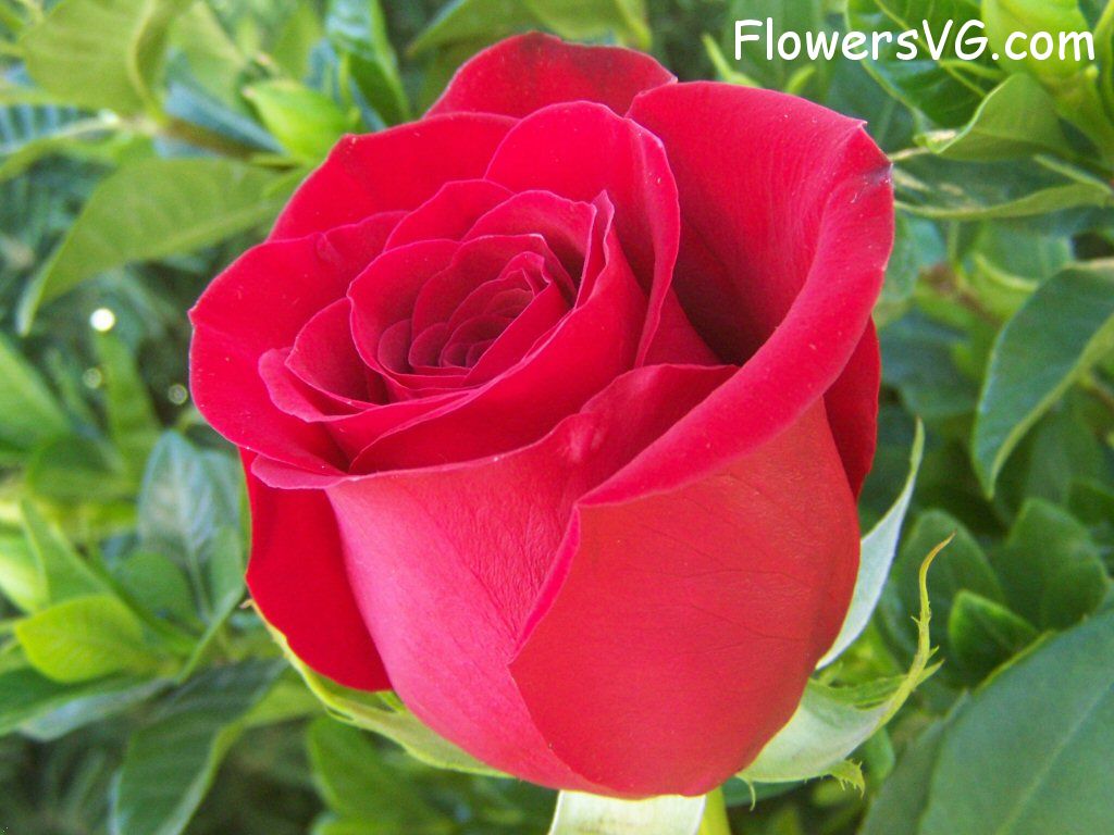 rose_red_bloomed_flower photo