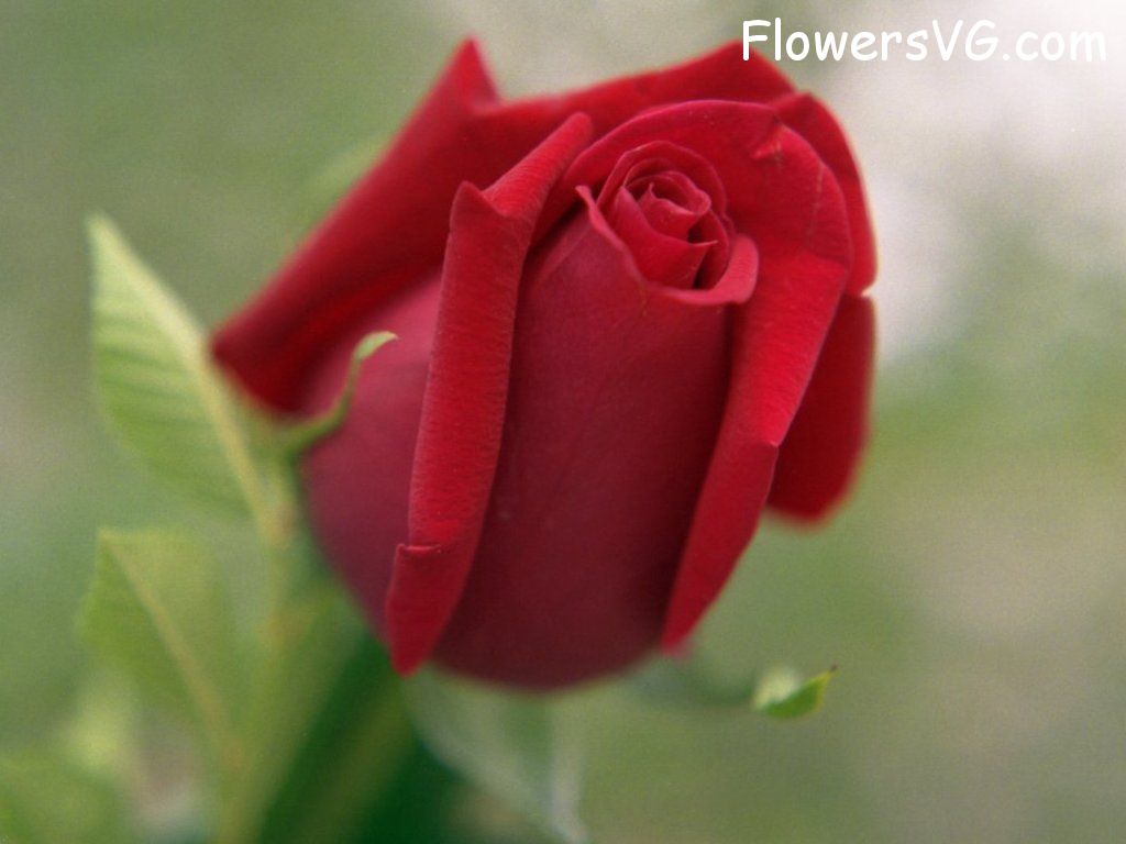 rose_red_flower photo
