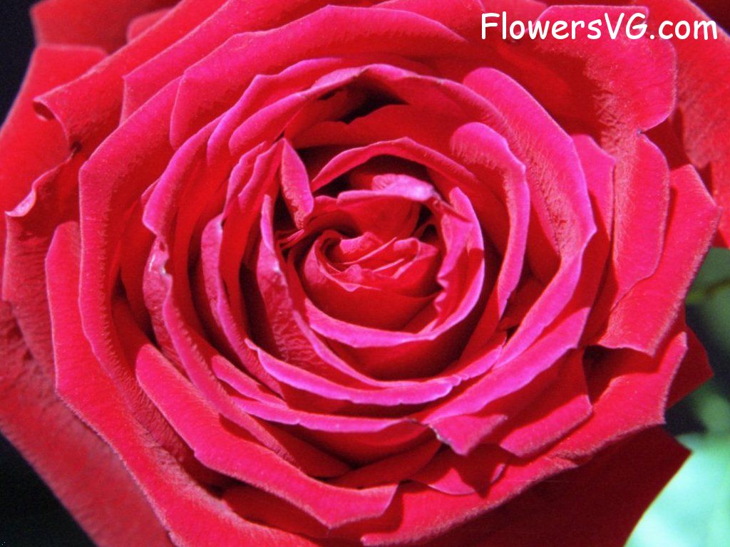 rose_red_flower_bloom_closeup photo