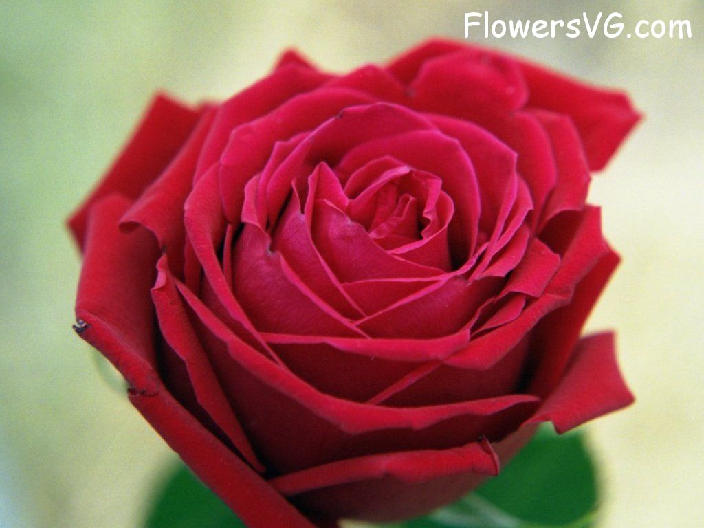 rose_red_flower_bloomed photo