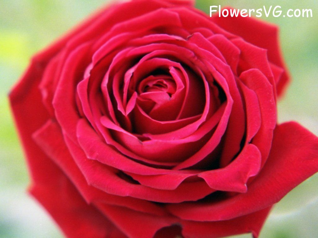 rose_red_flower_close_up photo