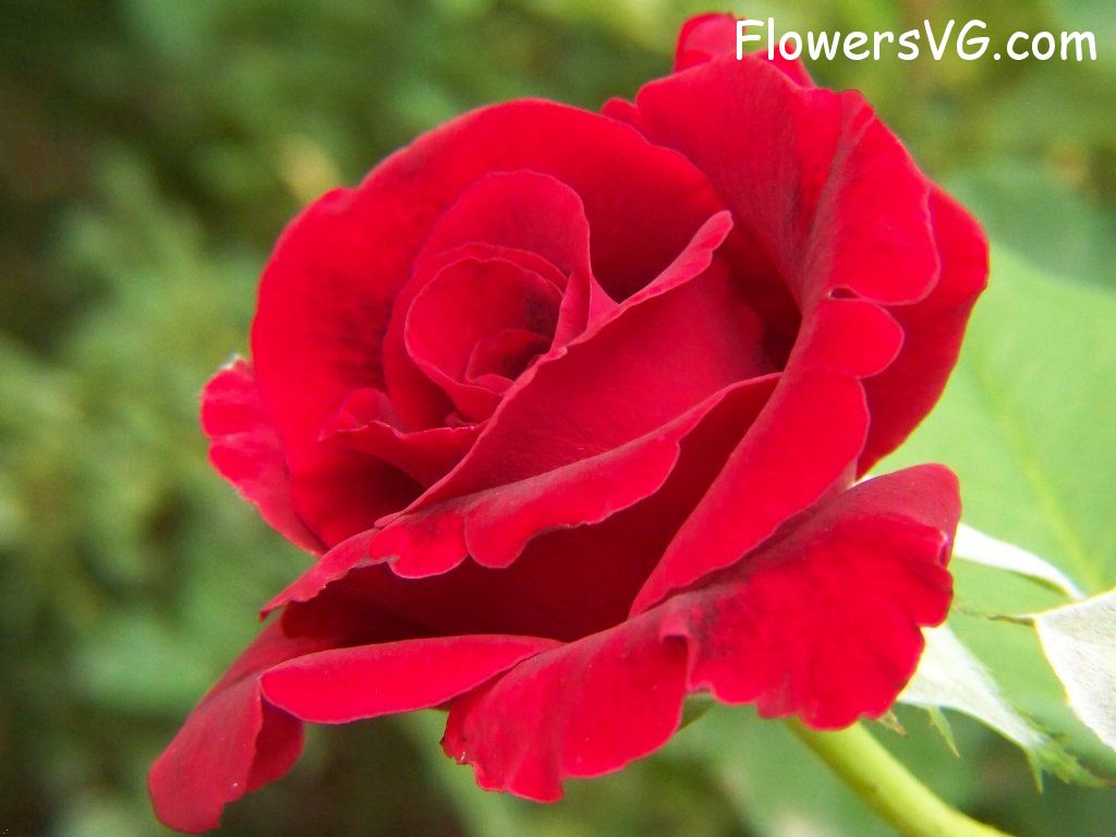 rose_red_flower_garden_bloom photo