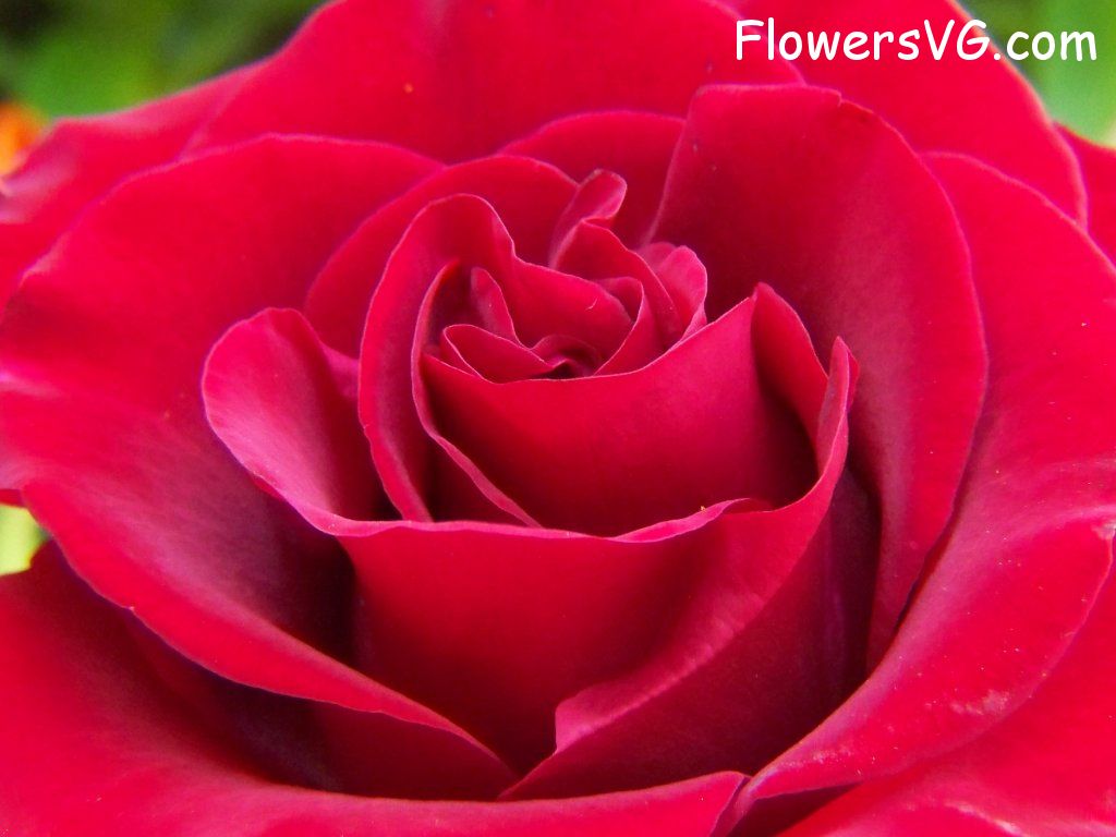 rose_red_garden_bloomed_large photo
