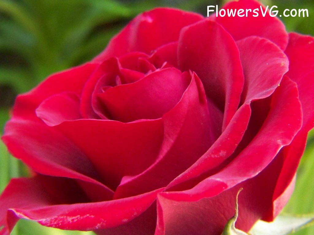 rose_red_garden_flower_bloom photo