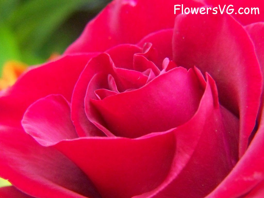 rose_red_garden_flower_bloomed_big photo