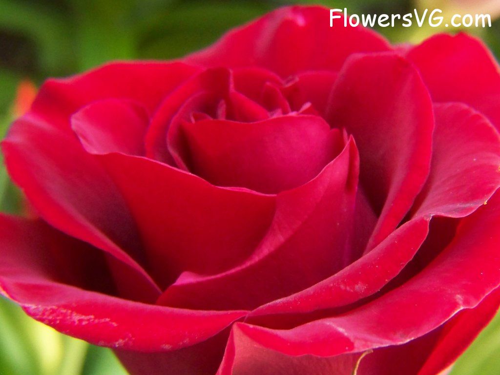 rose_red_garden_flower_bloomed_large photo