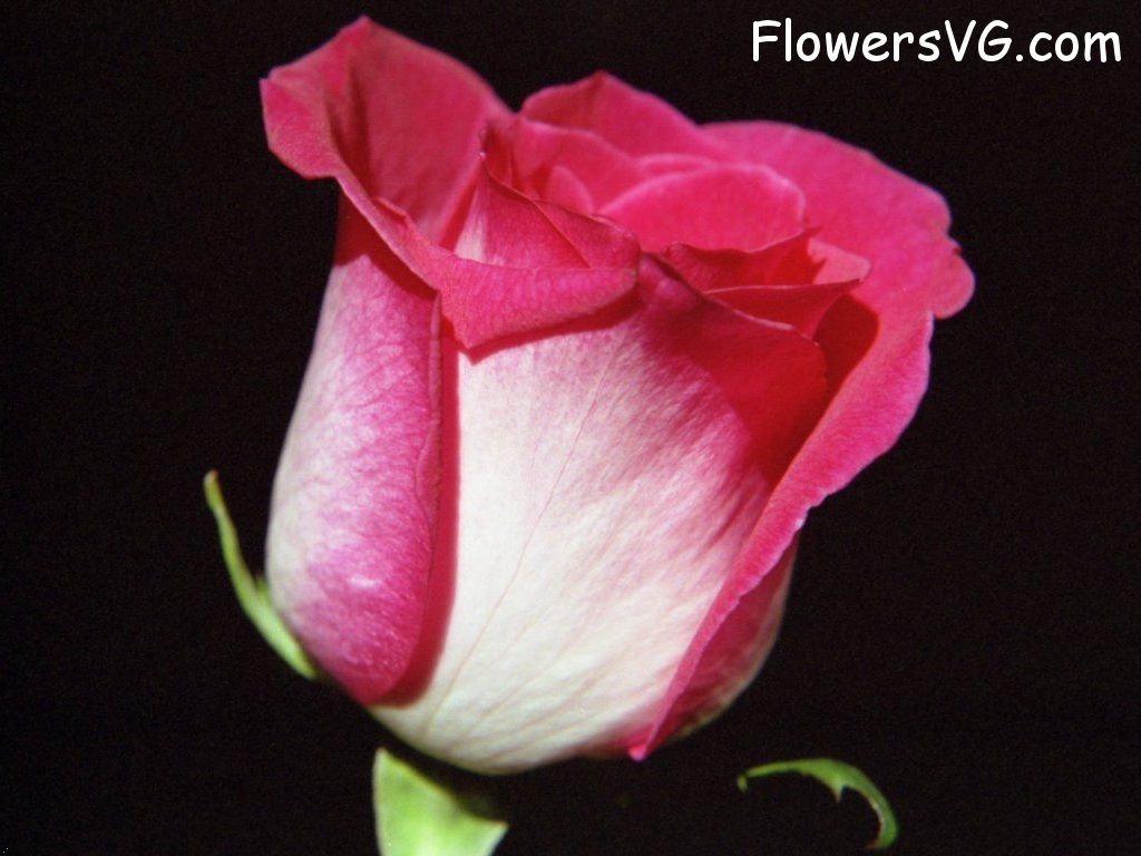 rose_red_white_flower_black_background photo