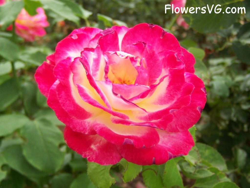 rose_red_white_garden_flower photo