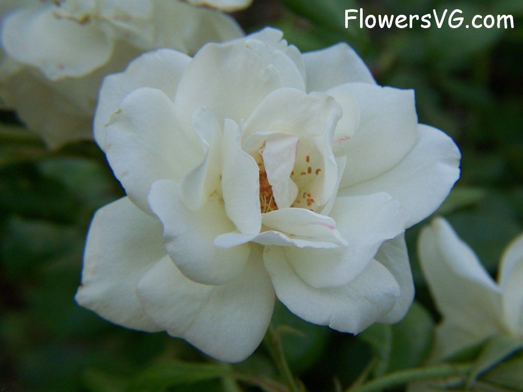 rose_white_beautiful_garden_bloom photo