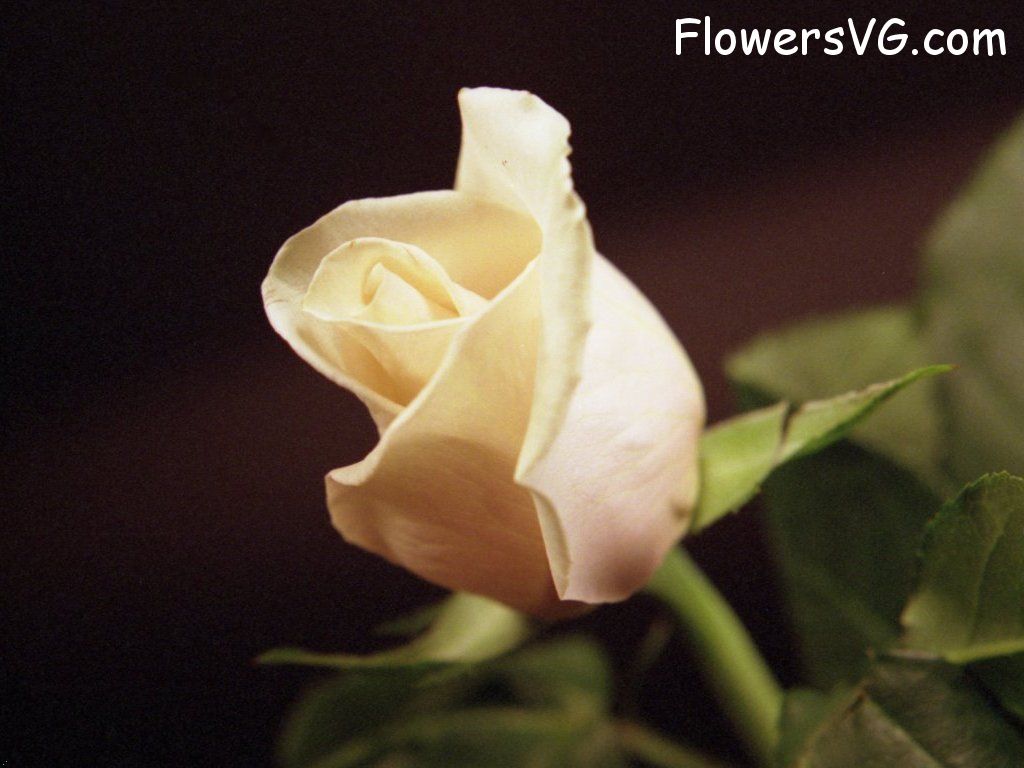 rose_white_cut_single_flower photo