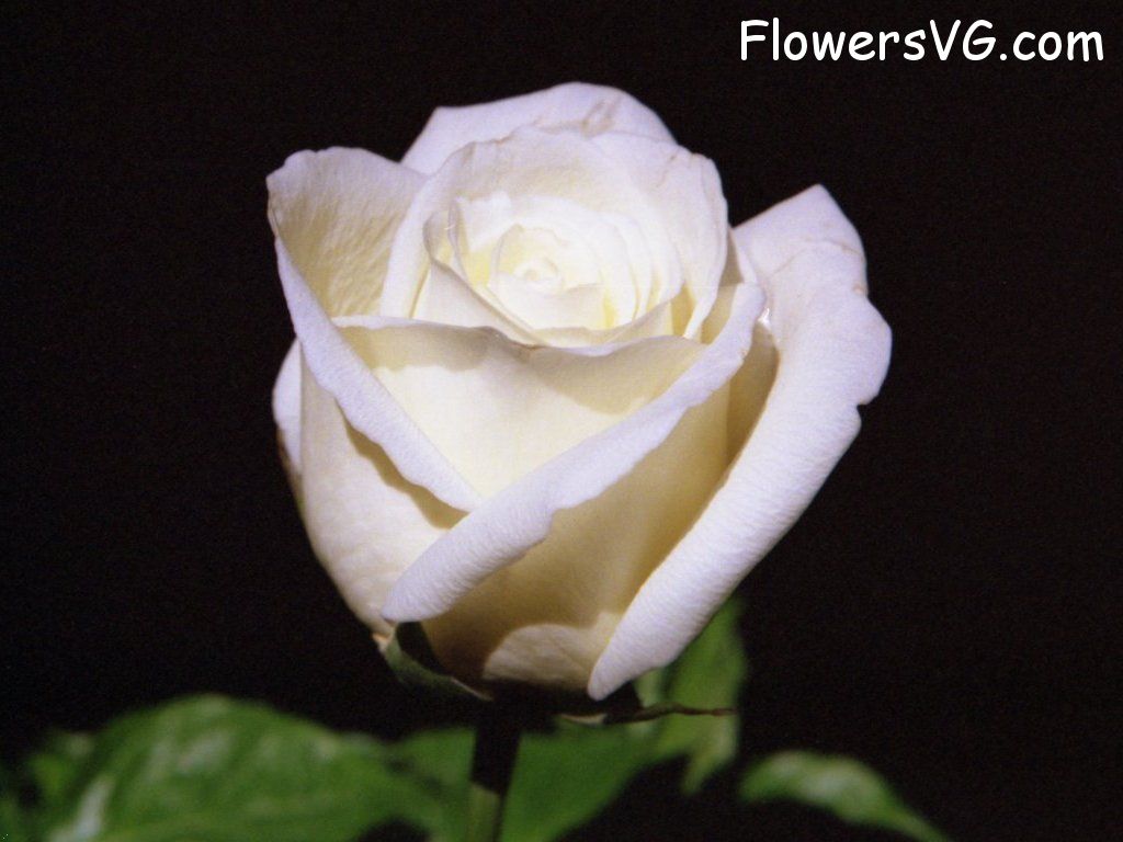 rose_white_flower photo
