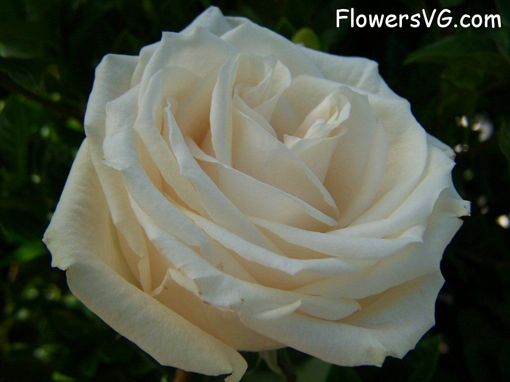 rose_white_garden_flower_bloom photo