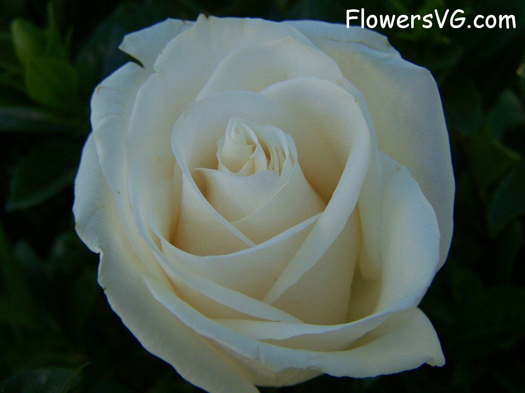 rose_white_garden_flower_bloomed photo