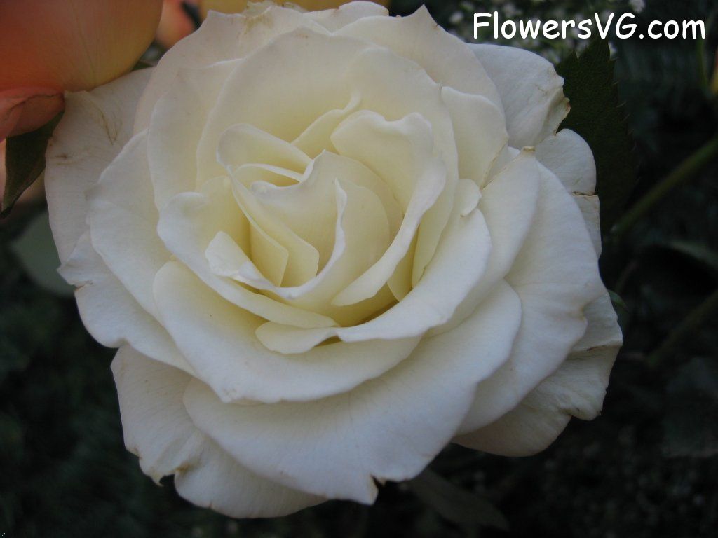 rose_white_large_garden_flower photo