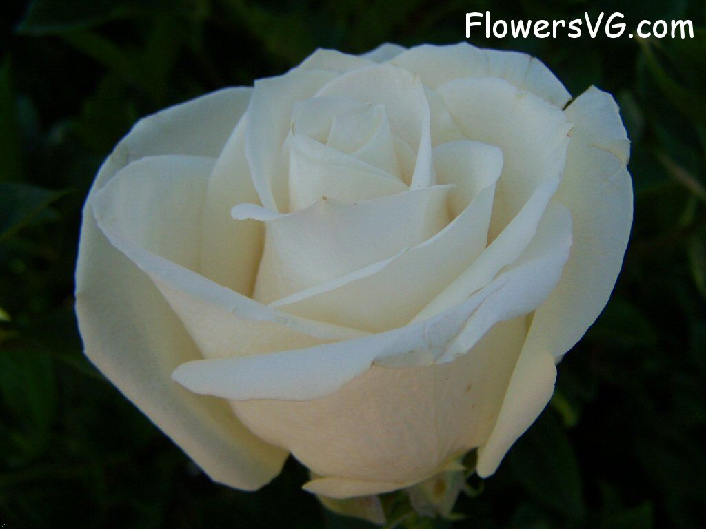 rose_white_single_beautiful_flower photo