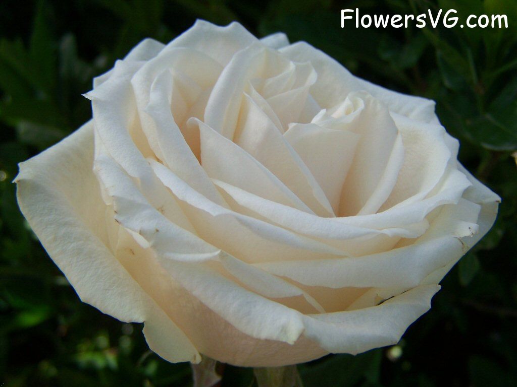 rose_white_single_bloom photo