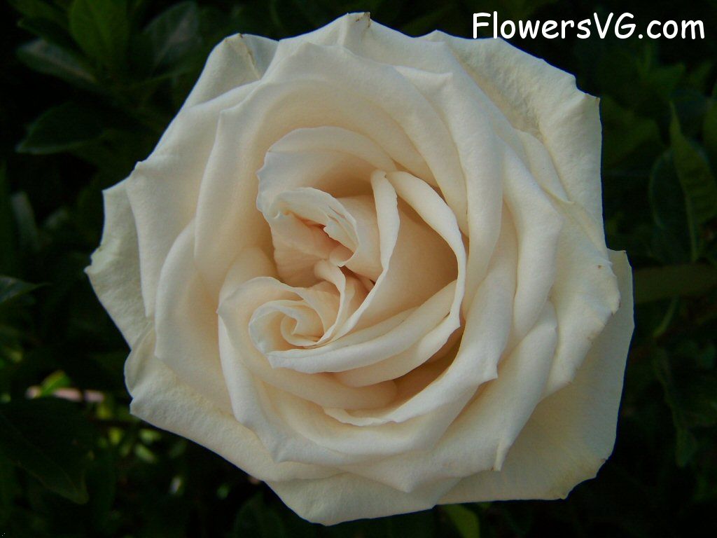 rose_white_single_garden_flower photo