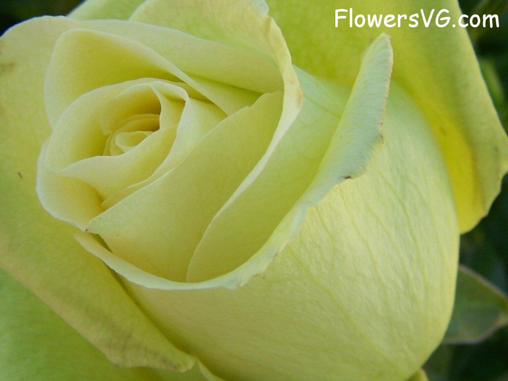 rose_yellow_beautiful_closeup photo