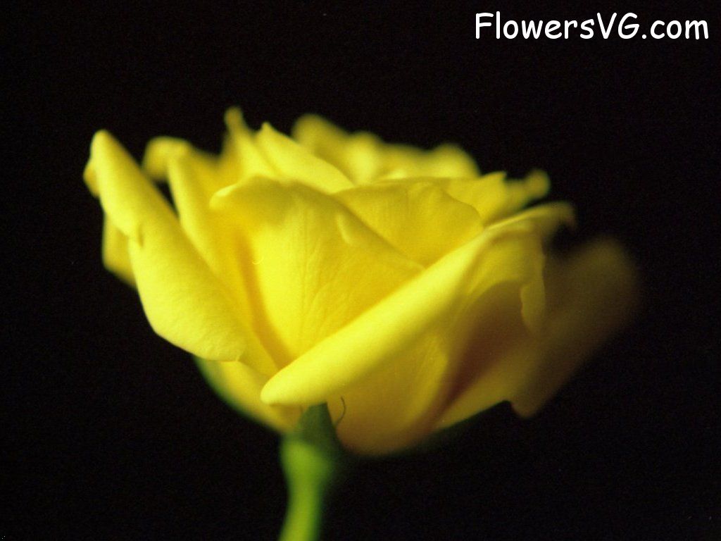rose_yellow_beautiful_flower photo