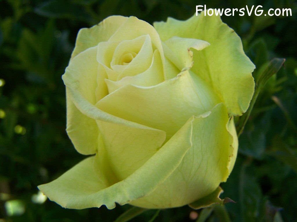 rose_yellow_beautiful_garden_flower photo