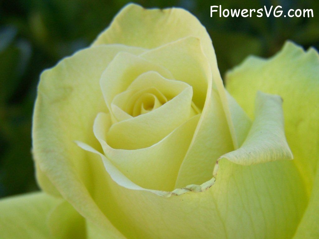 rose_yellow_beautiful_single_flower photo