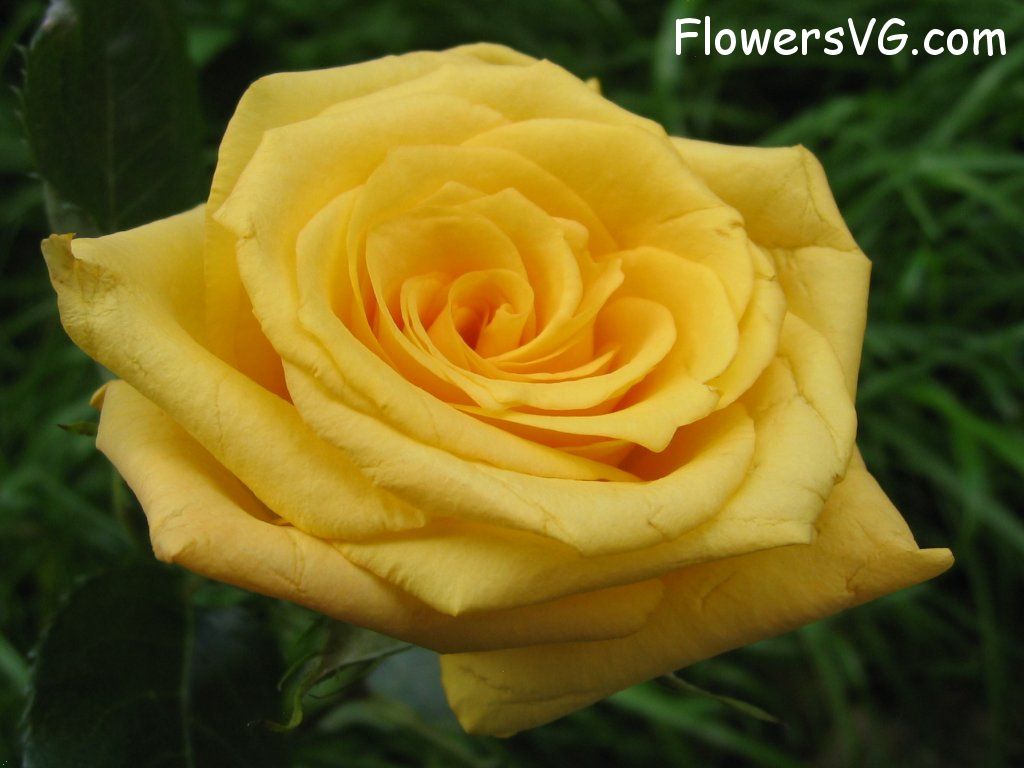 rose_yellow_bloom photo