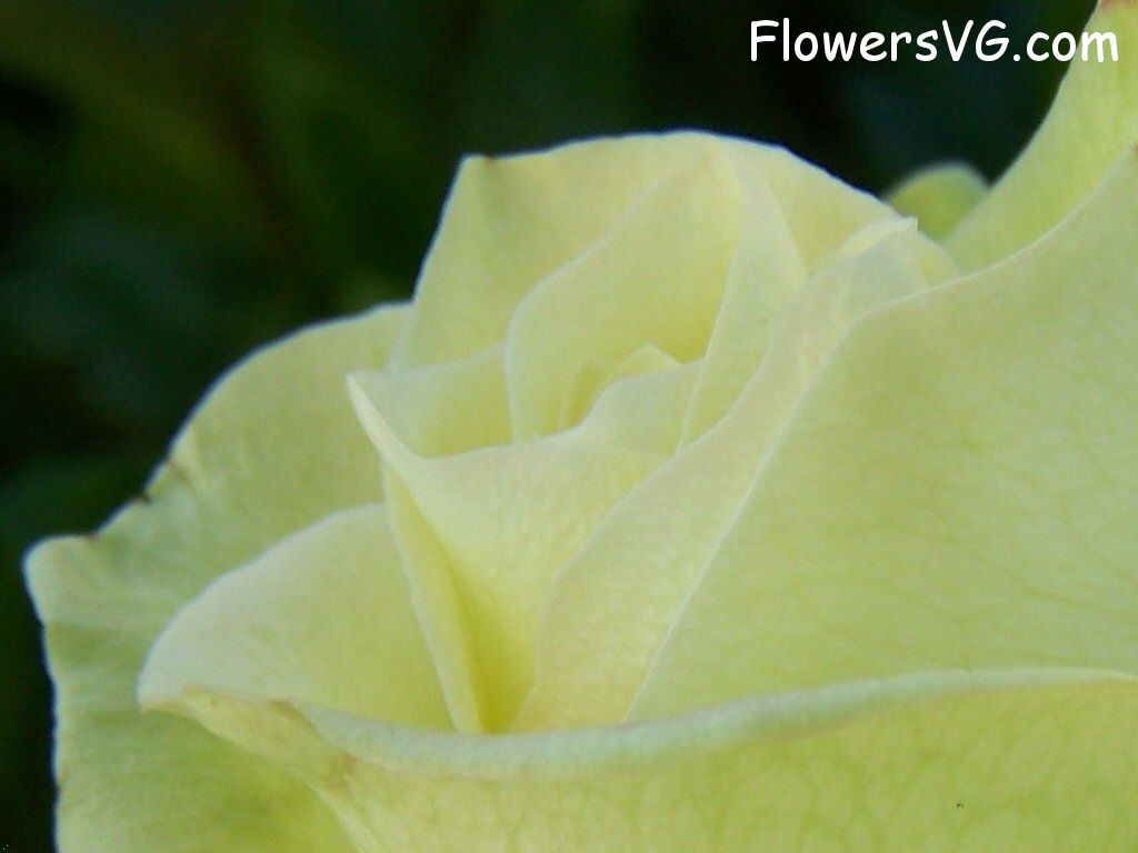 rose_yellow_close_up photo
