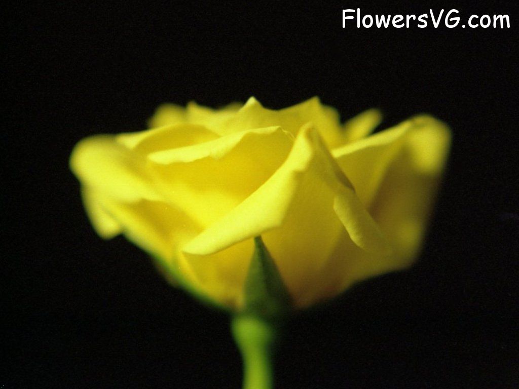rose_yellow_cut_beautiful_flower photo