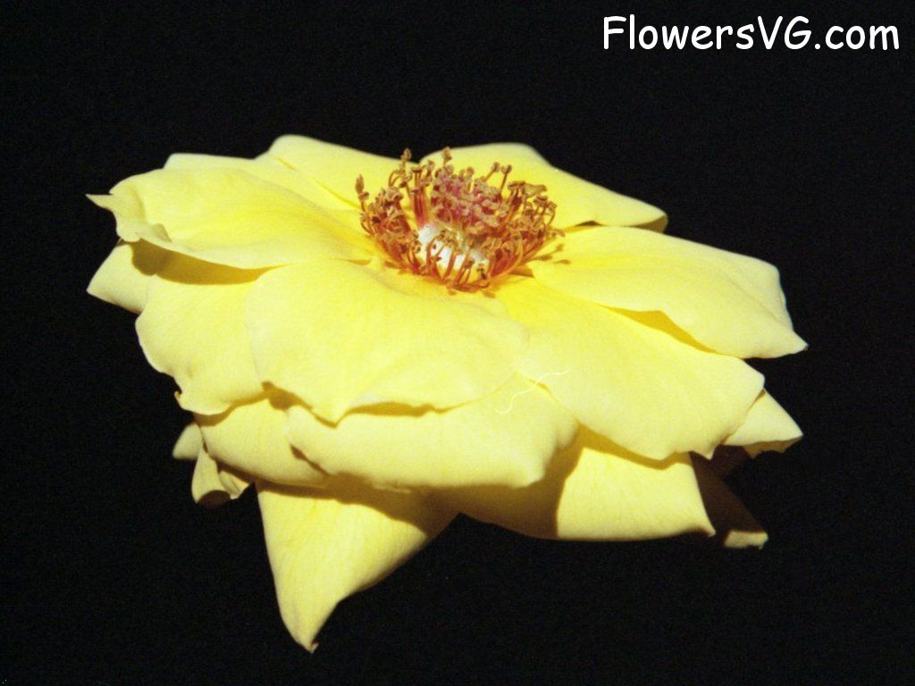 rose_yellow_cut_flat_bloom photo