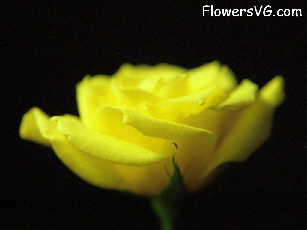 rose_yellow_cut_flower_black_background photo
