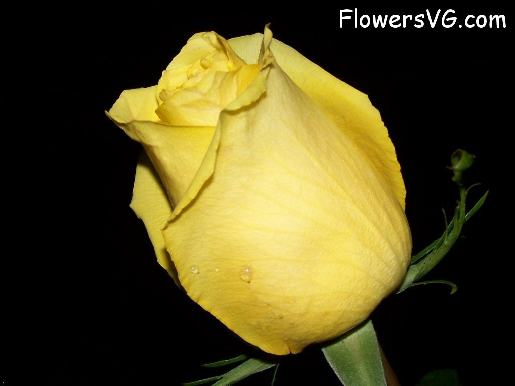 rose_yellow_cut_flower_single photo
