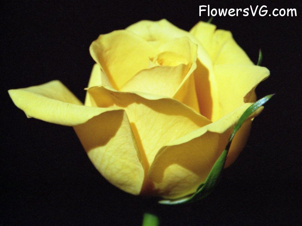 rose_yellow_cut_single_bloom photo