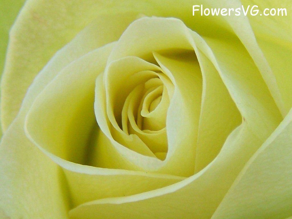 rose_yellow_flower_closeup photo