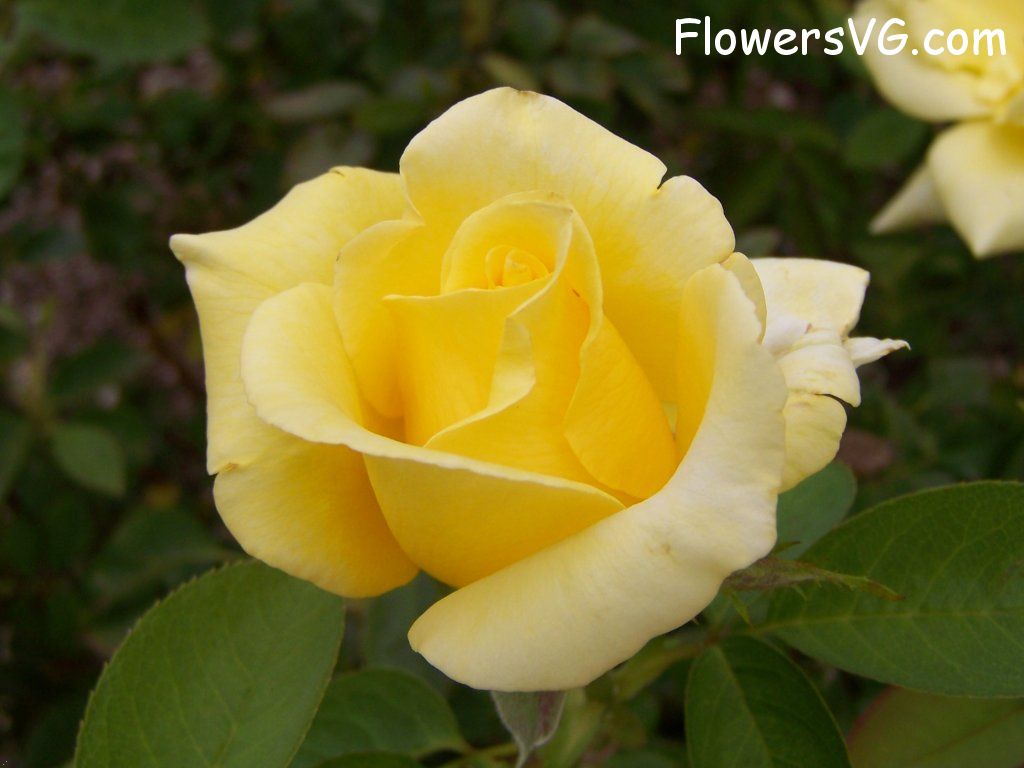 rose_yellow_garden_flower_bloom photo